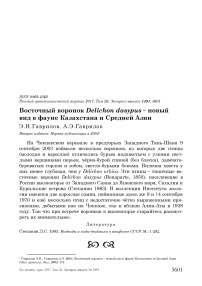 Восточный воронок Delichon dasypus - новый вид в фауне Казахстана и Средней Азии