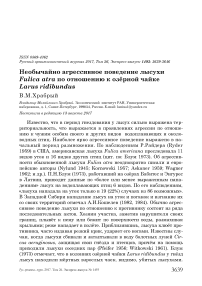 Необычайно агрессивное поведение лысухи Fulica atra по отношению к озёрной чайке Larus ridibundus