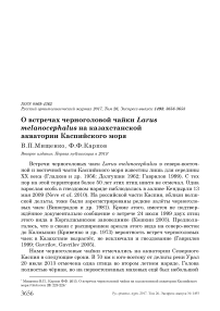 О встречах черноголовой чайки Larus melanocephalus на Казахстанской акватории Каспийского моря