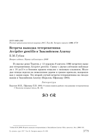 Встреча выводка тетеревятника Accipiter gentilis в Заилийском Алатау