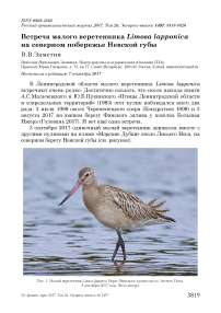 Встреча малого веретенника Limosa lapponica на северном побережье Невской губы