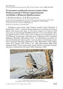 О питании илийской саксаульной сойки Podoces panderi ilensis саранчовыми Acrididae в Южном Прибалхашье