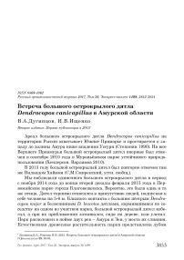 Встреча большого острокрылого дятла Dendrocopos canicapillus в Амурской области