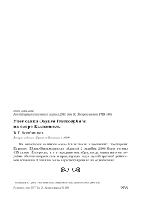 Учёт савки Oxyura leucocephala на озере Кызылколь