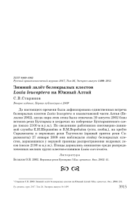 Зимний залёт белокрылых клестов Loxia leucoptera на Южный Алтай