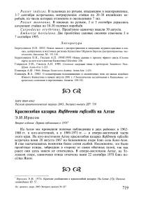 Краснозобая казарка Rufibrenta ruficollis на Алтае