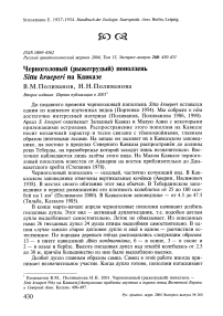 Черноголовый (рыжегрудый) поползень Sitta krueperi на Кавказе