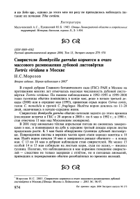 Свиристели Bombycilla garrulus кормятся в очаге массового размножения дубовой листовёртки Tortrix viridana в Москве