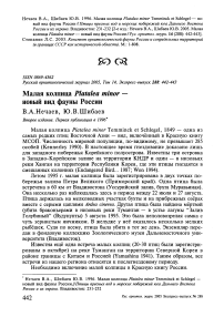 Малая колпица Platalea minor - новый вид фауны России