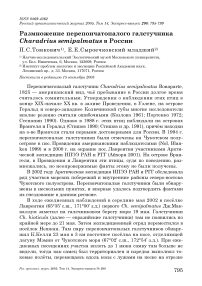 Размножение перепончатопалого галстучника Charadrius semipalmatus в России