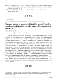 Зимние встречи вьюрков Fringilla montifringilla и зябликов Fringilla coelebs на юге Свердловской области