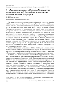 О гибридизации серого Calandrella rufescens и солончакового С. leucophaea жаворонков в долине Нижней Сырдарьи