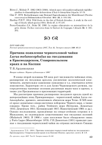 Причина появления черноголовой чайки Larus melanocephalus на гнездовании в Краснодарском, Ставропольском краях и на Каспии