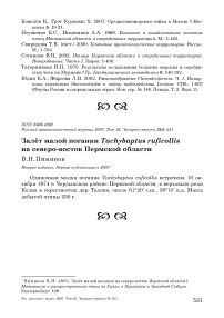 Залёт малой поганки Tachybaptus ruficollis на северо-восток Пермской области