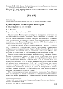 Кулик-сорока Haematopus ostralegus в Белорусском Поозерье