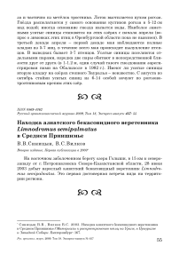 Находка азиатского бекасовидного веретенника Limnodromus semipalmatus в Среднем Приишимье