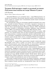 Чеграва Hydroprogne caspia и розовый пеликан Pelecanus onocrotalus на озере Маныч-Гудило