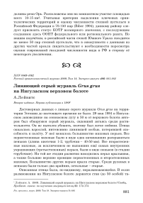 Линяющий серый журавль Grus grus на Нигуласком верховом болоте