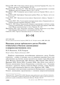 Находка дупла трёхпалого дятла Picoides tridactylus в окском заповеднике в широколиственном лесу