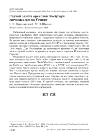 Случай залёта ореховки Nucifraga caryocatactes на Устюрт