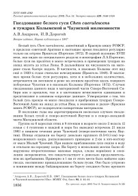 Гнездование белого гуся Chen caerulescens в тундрах Колымской и Чаунской низменности