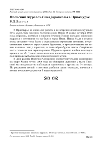 Японский журавль Grus japonensis в Приамурье