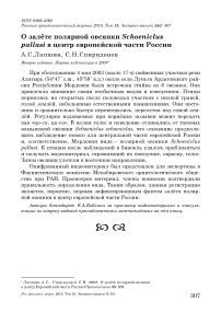 О залёте полярной овсянки Schoeniclus pallasi в центр Европейской части России