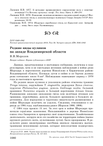 Редкие виды куликов на западе Владимирской области