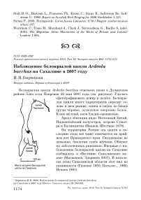 Наблюдение белокрылой цапли Ardeola bacchus на Сахалине в 2007 году