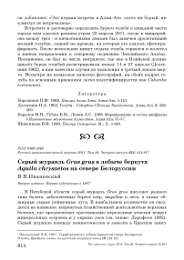 Серый журавль Grus grus в добыче беркута Aquila chrysaetos на севере Белоруссии