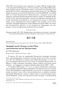 Зимний залёт белых гусей Chen caerulescens на юг Казахстана