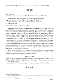 О нахождении седоголовой горихвостки Phoenicurus caeruleocephalus в Сауре