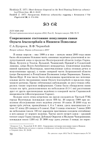 Современное состояние популяции савки Oxyura leucocephala в Нижнем Поволжье