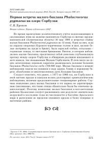 Первая встреча малого баклана Phalacrocorax pygmaeus на озере Сорбулак