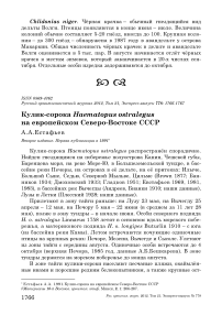 Кулик-сорока Haematopus ostralegus на европейском Северо-Востоке СССР