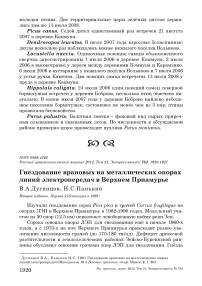 Гнездование врановых на металлических опорах линий электропередач в Верхнем Приамурье