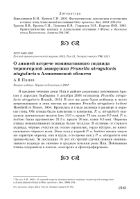 О зимней встрече номинативного подвида черногорлой завирушки Prunella atrogularis atogularis в Алматинской области