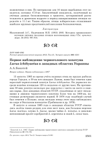 Первое наблюдение черноголового хохотуна Larus ichthyaetus в западных областях Украины