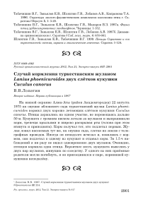 Случай кормления туркестанским жуланом Lanius phoenicuroides двух слётков кукушки Cuculus canorus