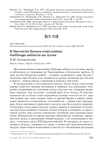 К биологии бекаса-отшельника Gallinago solitaria на Алтае