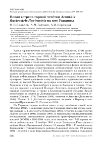 Новая встреча горной чечётки Acanthis flavirostris flavirostris на юге Украины