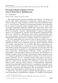 Большеклювая ворона Corvus macrorhynchos в Забайкалье