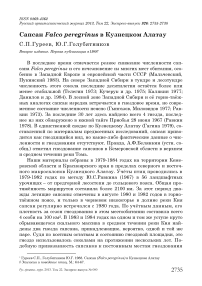 Сапсан Falco peregrinus в Кузнецком Алатау