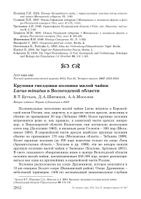 Крупная гнездовая колония малой чайки Larus minutus в Вологодской области