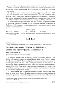 Белощёкая крачка Chlidonias hybridus - новый вид орнитофауны Приангарья