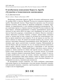 О необычном поведении беркута  Aquila chrysaetos в Алматинском заповеднике