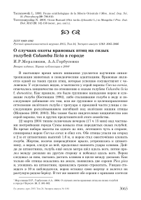 О случаях охоты врановых птиц на сизых голубей  Columba livia в городе