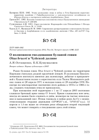 О возможном гнездовании буланой совки Otus brucei в Чуйской долине