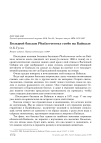 Большой баклан Phalacrocorax carbo на Байкале