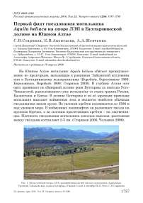 Первый факт гнездования могильника Aquila heliaca на опоре ЛЭП в Бухтарминской долине на Южном Алтае